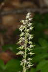 Foamflower